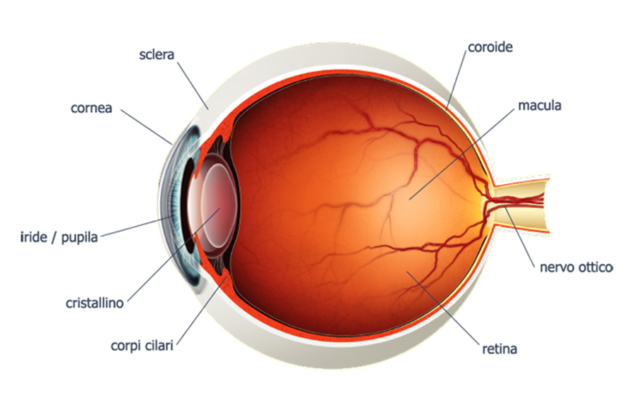 Metodo unico per il restauro delle funzioni retinali