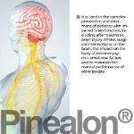 Immagine di Pinealon 60 - cervello
